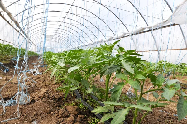 Cieplarnianych Poliwęglanu Nawadniania Kroplowego Gdzie Uprawiane Ekologiczne Pomidory — Zdjęcie stockowe