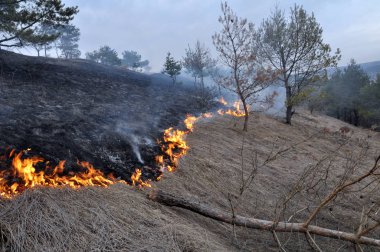 Baharda, Kuru ot çam ormanı yakar.