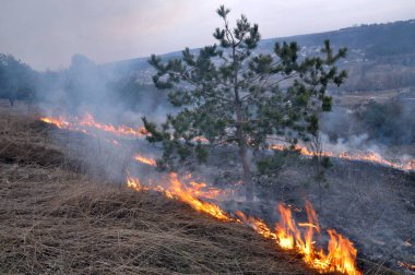 Baharda, Kuru ot çam ormanı yakar.