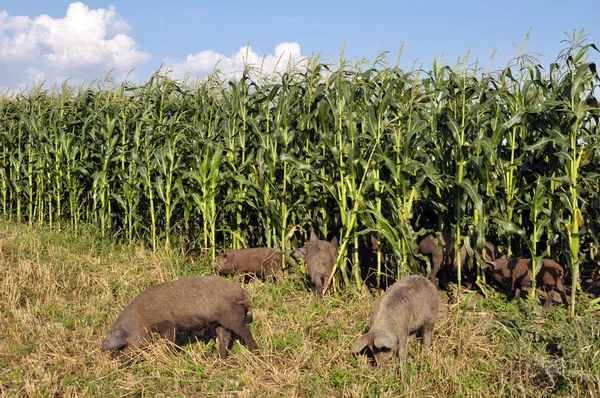 Die Unprätentiösen Schweine Der Rasse Mangalica Werden Freigelassen — Stockfoto