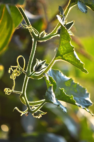 Зеленое Растение Цветочными Бутонами Усами Заднем Солнце — стоковое фото