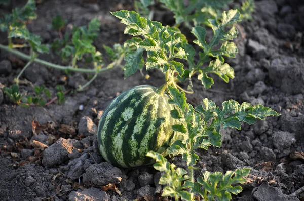 Organik toprak alanında karpuz olgunlaşır