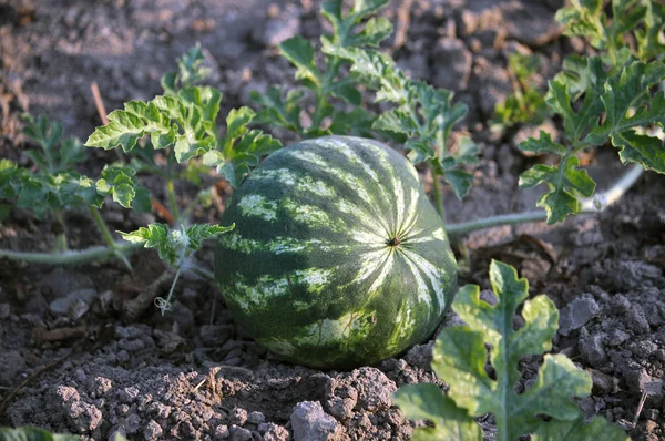 Organik toprak alanında karpuz olgunlaşır