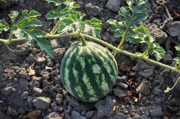 Organik toprak alanında karpuz olgunlaşır