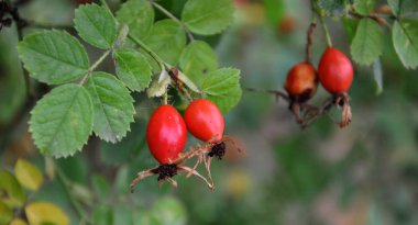 Doğada yetişen olgun meyve ile Bush köpek-gül