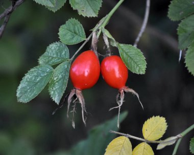 Doğada yetişen olgun meyve ile Bush köpek-gül