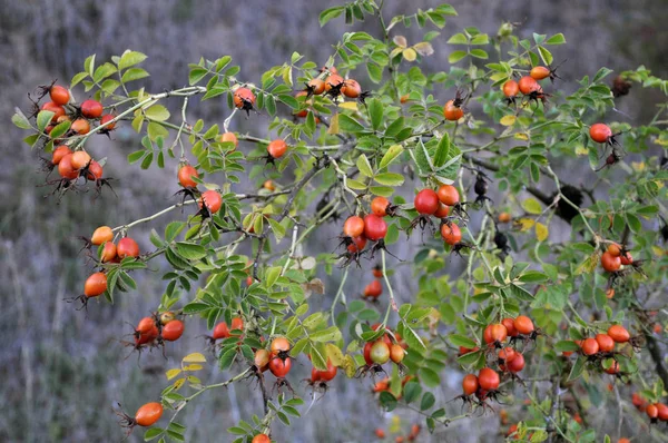 Doğada Yetişen Olgun Meyve Ile Bush Köpek Gül — Stok fotoğraf