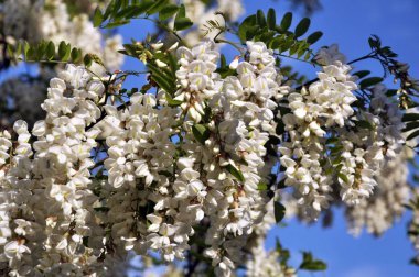 Akasya mavi gökyüzü arka planı beyaz çiçekli dalları