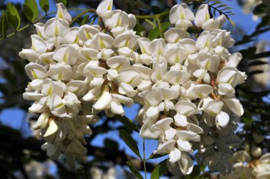 Akasya mavi gökyüzü arka planı beyaz çiçekli dalları