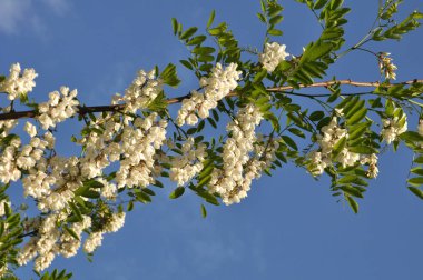 Akasya mavi gökyüzü arka planı beyaz çiçekli dalları