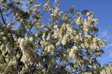 Akasya mavi gökyüzü arka planı beyaz çiçekli dalları