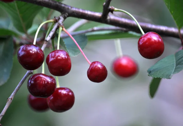 Sur Une Branche Arbre Des Cerises Rouges Mûres — Photo