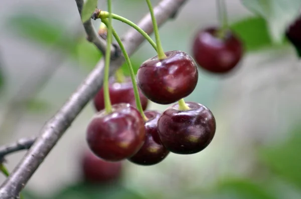 Una Rama Árbol Bayas Rojas Maduras Cereza —  Fotos de Stock