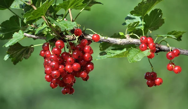 Bush Branch Ripe Red Berries Currant — Stock Photo, Image