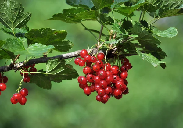 Bush Branch Ripe Red Berries Currant — Stock Photo, Image