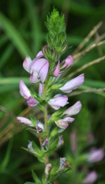 Yabani otlar çiçek çayır