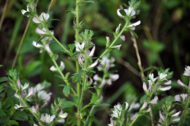 Yabani otlar çiçek çayır