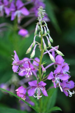 Vahşi çiçekli Epilobium angustifolium bir koyu arka plan üzerinde
