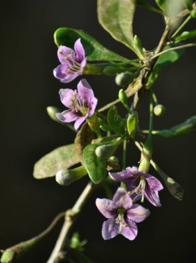 Vahşi doğada bir dal dalı açar Lycium barbarlığı