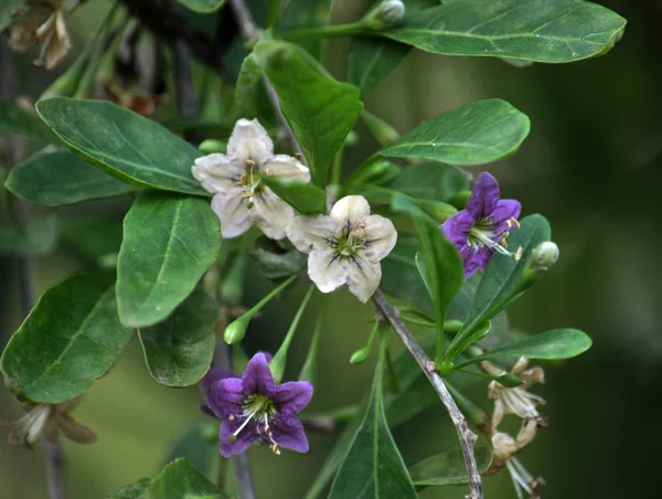 Wild Bloom Twig Lycium Barbarum — Stock Photo, Image