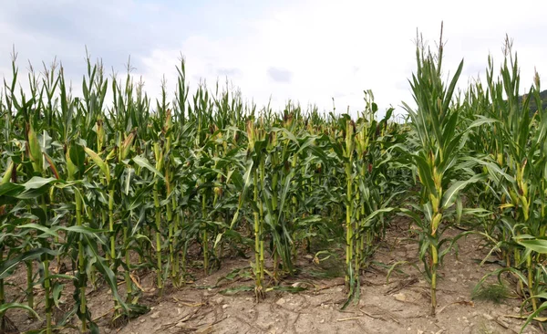 Campo Donde Cultiva Maíz Híbrido Para Semillas Con Panícula Cortada —  Fotos de Stock