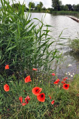 Bir gölet, iskele ve kır çiçekleri sahilde, yaz yatay