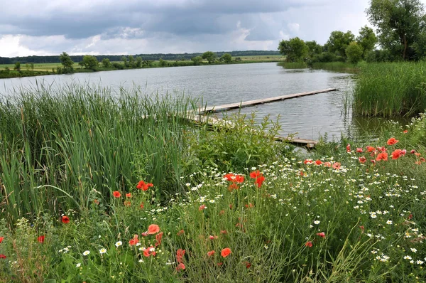 Zomer Landschap Met Een Vijver Pier Wilde Bloemen Aan Kust — Stockfoto