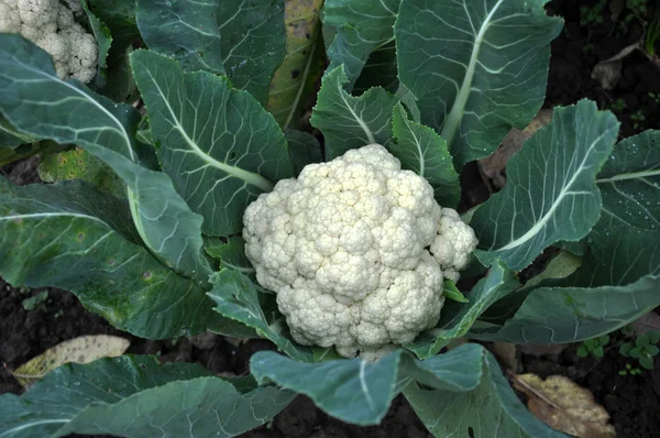 Coliflor Crece Suelo Orgánico Jardín Área Vegetal — Foto de Stock