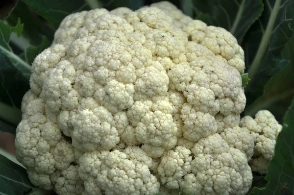 Cavolfiore Cresce Terra Organica Giardino Sulla Zona Vegetale — Foto Stock