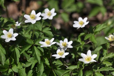 Bahar Orman blooms Anemone nemorosa yaban hayatı