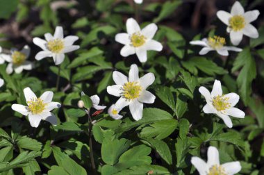 Bahar Orman blooms Anemone nemorosa yaban hayatı
