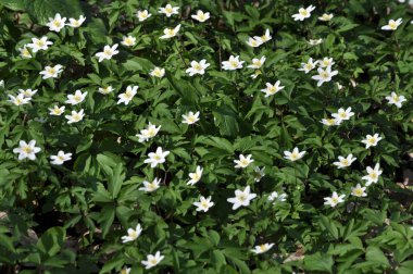 Bahar Orman blooms Anemone nemorosa yaban hayatı
