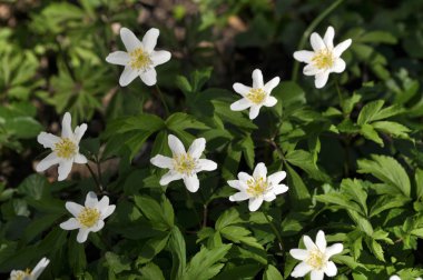 Bahar Orman blooms Anemone nemorosa yaban hayatı
