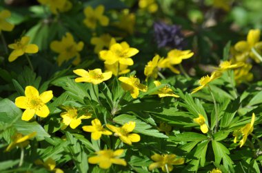 Yabani hayvanlar ve bitkiler bahar ormandaki Anemone ranunculoides çiçek açar.
