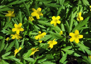 Yabani hayvanlar ve bitkiler bahar ormandaki Anemone ranunculoides çiçek açar.