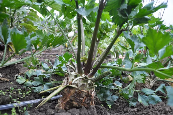 Organic Soil Drip Irrigation Grows Celery — Stock Photo, Image