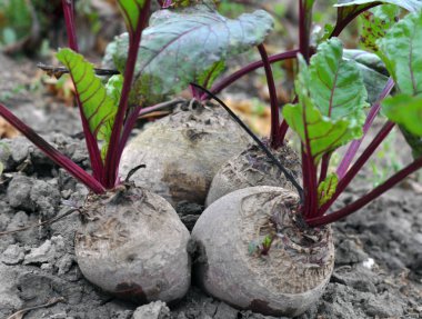 Tablo pancar açık organik soi içinde büyür