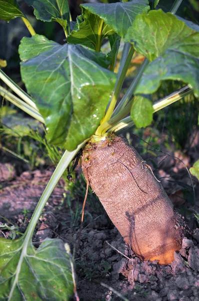 Organic Soil Grows Beet Fodder — Stock Photo, Image