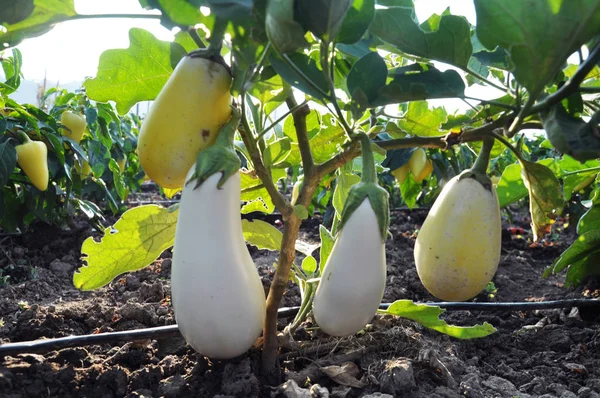 Suelo Orgánico Arbusto Berenjena Blanca Crece Con Riego Por Goteo — Foto de Stock