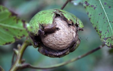 Bir ağaç dalına ceviz kırık bir yeşil kabuk ile Olgun