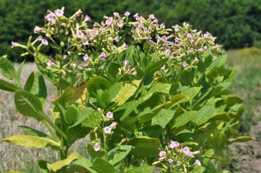 Yaprakları ve tütün sapları