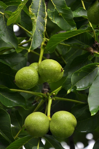 On a tree branch grow green fruits of walnut