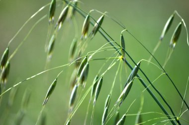 Yulaf dikenli bulanık bir arka plan üzerinde kaynaklanıyor