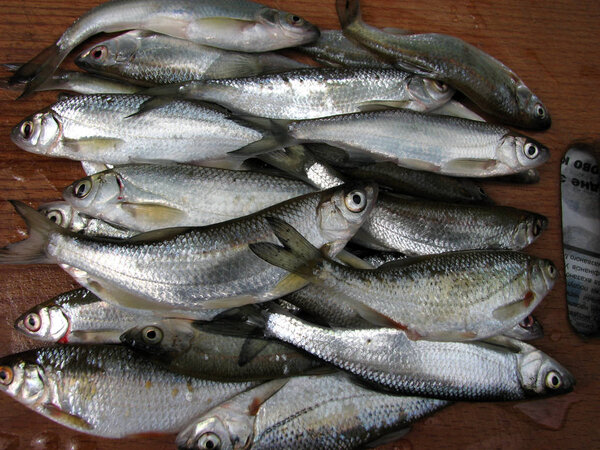 Fresh river fish on a wooden board for the kitchen