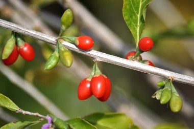 Dal goji Olgun kırmızı olgun ve olgunlaşmamış yeşil çilek