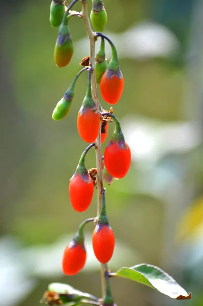 Goji Galho Com Maduro Com Frutos Vermelhos Maduros Verdes Não — Fotografia de Stock