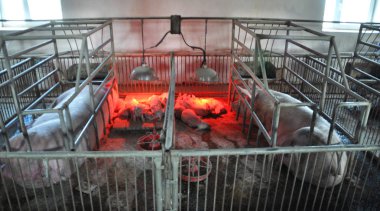 Domuz yavruları ve sows kızılötesi lambaları Isıtma ile bir kafes içinde