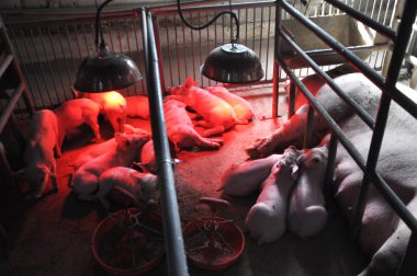 Domuz yavruları ve sows kızılötesi lambaları Isıtma ile bir kafes içinde
