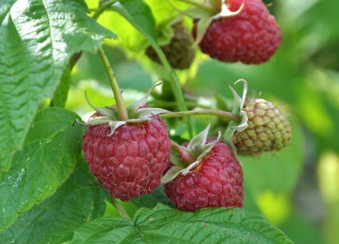 Çalı dalında ahududu ve yeşil yapraklar.