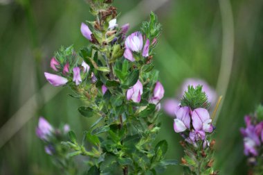 Yabani otlar çiçek çayır